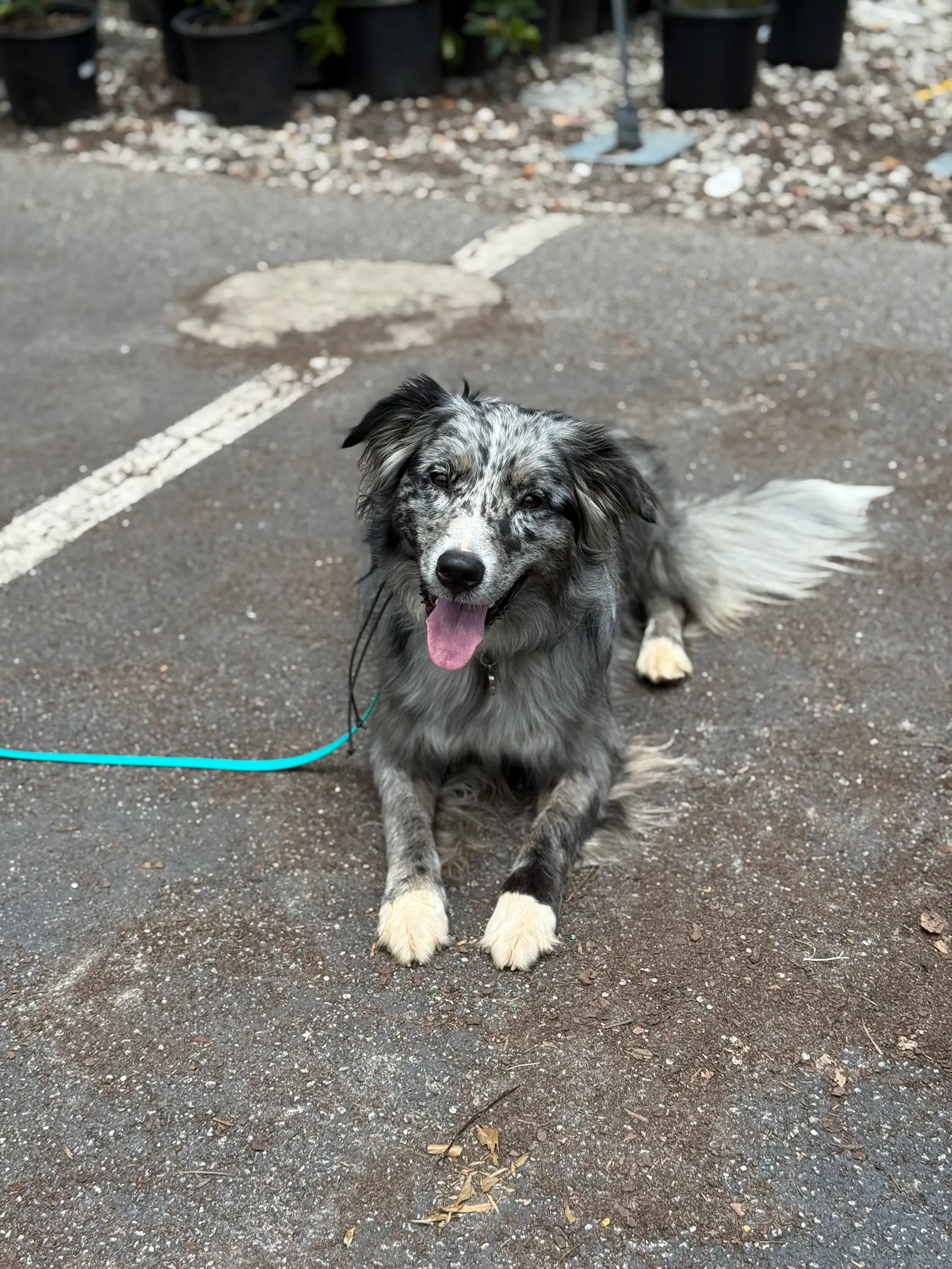 Pet transportation and local pet care support 5